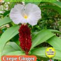 CREPE GINGER - CHEILOCOSTUS SPECIOSUS- 20 SEEDS - FULLY COMPOSTABLE PACKET
