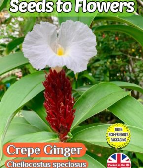 CREPE GINGER - CHEILOCOSTUS SPECIOSUS- 20 SEEDS - FULLY COMPOSTABLE PACKET