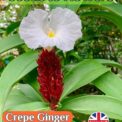 CREPE GINGER - CHEILOCOSTUS SPECIOSUS- 15 BEST SEEDS