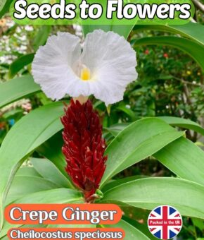 CREPE GINGER - CHEILOCOSTUS SPECIOSUS- 15 BEST SEEDS