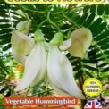 VEGETABLE HUMMINGBIRD - SESBANIA GRANDIFLORA - SHRUB BONSAI - 20 SEED COMPOSTABLE PACK