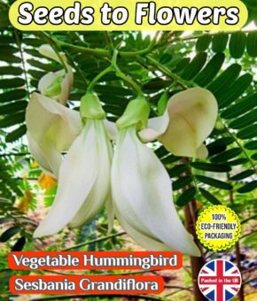 VEGETABLE HUMMINGBIRD - SESBANIA GRANDIFLORA - SHRUB BONSAI - 20 SEED COMPOSTABLE PACK