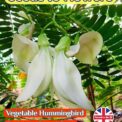 VEGETABLE HUMMINGBIRD - SESBANIA GRANDIFLORA - SHRUB BONSAI - 15 BEST QUALITY SEEDS