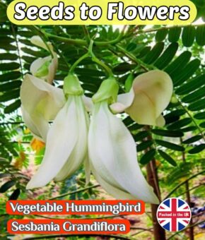VEGETABLE HUMMINGBIRD - SESBANIA GRANDIFLORA - SHRUB BONSAI - 15 BEST QUALITY SEEDS