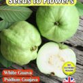 WHITE GUAVA - PSIDIUM GUAJAVA - FULLY COMPOSTABLE PACKET - TROPICAL - EXOTIC- 25 BEST QUALITY SEEDS