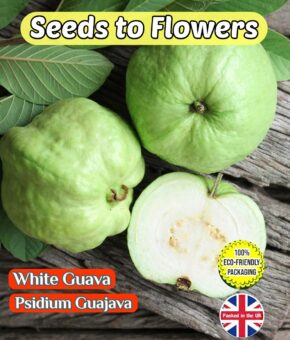 WHITE GUAVA - PSIDIUM GUAJAVA - FULLY COMPOSTABLE PACKET - TROPICAL - EXOTIC- 25 BEST QUALITY SEEDS