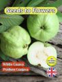 WHITE GUAVA - PSIDIUM GUAJAVA - FULLY COMPOSTABLE PACKET - TROPICAL - EXOTIC- 25 BEST QUALITY SEEDS