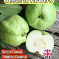 WHITE GUAVA - PSIDIUM GUAJAVA - TROPICAL - EXOTIC- 15 BEST QUALITY SEEDS