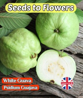 WHITE GUAVA - PSIDIUM GUAJAVA - TROPICAL - EXOTIC- 15 BEST QUALITY SEEDS