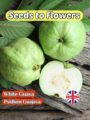WHITE GUAVA - PSIDIUM GUAJAVA - TROPICAL - EXOTIC- 15 BEST QUALITY SEEDS