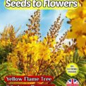 YELLOW FLAME TREE - COPPER ROD - PELTOPHOTRUM PTEROCARPUM - 20 SEEDS - COMPOSTABLE PACK