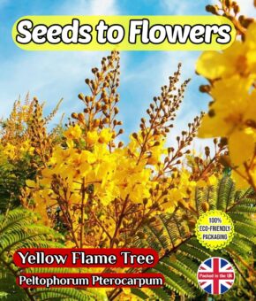 YELLOW FLAME TREE - COPPER ROD - PELTOPHOTRUM PTEROCARPUM - 20 SEEDS - COMPOSTABLE PACK