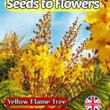 YELLOW FLAME TREE - COPPER ROD - PELTOPHOTRUM PTEROCARPUM - TROPICAL EXOTIC - 15 SEEDS