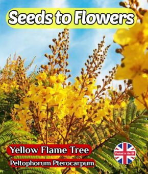 YELLOW FLAME TREE - COPPER ROD - PELTOPHOTRUM PTEROCARPUM - TROPICAL EXOTIC - 15 SEEDS