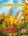 YELLOW FLAME TREE - COPPER ROD - PELTOPHOTRUM PTEROCARPUM - TROPICAL EXOTIC - 15 SEEDS