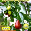 JUJUBE - ZIZIPHUS JUJUBA - SHRUB - FULLY COMPOSTABLE PACKET - 25 BEST SEEDS