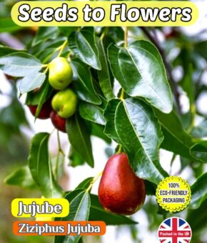 JUJUBE - ZIZIPHUS JUJUBA - SHRUB - FULLY COMPOSTABLE PACKET - 25 BEST SEEDS