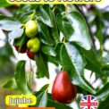 JUJUBE - ZIZIPHUS JUJUBA - EDIBLE FLOWERING FRUIT SHRUB - 15 BEST SEEDS