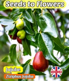 JUJUBE - ZIZIPHUS JUJUBA - EDIBLE FLOWERING FRUIT SHRUB - 15 BEST SEEDS