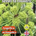 ANGELICA - ARCHANGELICA - BEE FRIENDLY - 300 FLOWER SEEDS - COMPOSTABLE PACKET