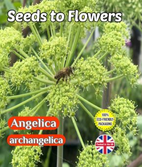 ANGELICA - ARCHANGELICA - BEE FRIENDLY - 300 FLOWER SEEDS - COMPOSTABLE PACKET