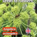 ANGELICA - ARCHANGELICA - BEE FRIENDLY - 200 BEST QUALITY FLOWER SEEDS