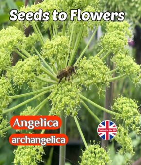 ANGELICA - ARCHANGELICA - BEE FRIENDLY - 200 BEST QUALITY FLOWER SEEDS