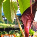 COBRA LILY- HIMALAYAN GIANT - ARISAEMA SPECIOSUM - HARDY - 10 HIGH QUALITY SEEDS