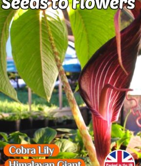 COBRA LILY- HIMALAYAN GIANT - ARISAEMA SPECIOSUM - HARDY - 10 HIGH QUALITY SEEDS