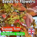 KUSUM TREE - SCHLEICHERA OLEOSA - RED BARK AND LEAVES - 7 BEST QUALITY SEEDS