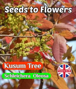 KUSUM TREE - SCHLEICHERA OLEOSA - RED BARK AND LEAVES - 7 BEST QUALITY SEEDS