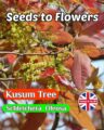 KUSUM TREE - SCHLEICHERA OLEOSA - RED BARK AND LEAVES - 7 BEST QUALITY SEEDS