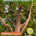 WEST INDIAN MAHOGANY TREE - SWIETENIA MAHAGONY - ECO FRIENDLY PACK - 8 SEEDS