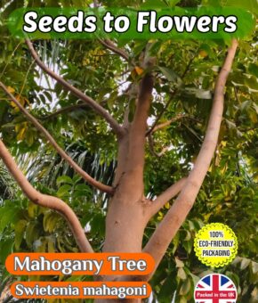WEST INDIAN MAHOGANY TREE - SWIETENIA MAHAGONY - ECO FRIENDLY PACK - 8 SEEDS