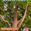 WEST INDIAN MAHOGANY TREE - SWIETENIA MAHAGONY - 5 BEST QUALITY SEEDS