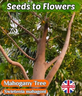 WEST INDIAN MAHOGANY TREE - SWIETENIA MAHAGONY - 5 BEST QUALITY SEEDS