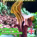 PITCHER COBRA LILY - ARISAEMA NEPHENTHOIDES - HARDY TROPICAL - 8 HIGH QUALITY SEEDS