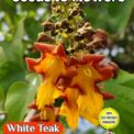 WHITE TEAK BEECHWOOD TREE - GMELINA ARBOREA - ECO FRIENDLY PACK - 8 SEEDS