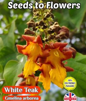 WHITE TEAK BEECHWOOD TREE - GMELINA ARBOREA - ECO FRIENDLY PACK - 8 SEEDS