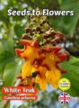 WHITE TEAK BEECHWOOD TREE - GMELINA ARBOREA - ECO FRIENDLY PACK - 8 SEEDS