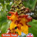 WHITE TEAK BEECHWOOD TREE - GMELINA ARBOREA - GREAT VALUE FOR MONEY - 5 SEEDS