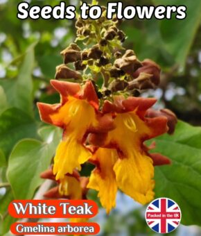 WHITE TEAK BEECHWOOD TREE - GMELINA ARBOREA - GREAT VALUE FOR MONEY - 5 SEEDS