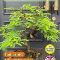 TAMARIND - TAMARINDUS INDICA - HOUSE PLANT - BONSAI - ECO FRIENDLY PACK - 12 SEEDS