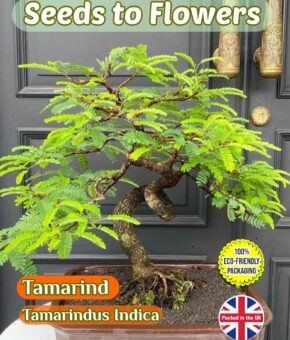 TAMARIND - TAMARINDUS INDICA - HOUSE PLANT - BONSAI - ECO FRIENDLY PACK - 12 SEEDS
