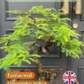 TAMARIND - TAMARINDUS INDICA - HOUSE PLANT - BONSAI - GREAT VALUE PACK -8 SEEDS