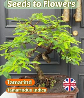 TAMARIND - TAMARINDUS INDICA - HOUSE PLANT - BONSAI - GREAT VALUE PACK -8 SEEDS