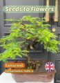 TAMARIND - TAMARINDUS INDICA - HOUSE PLANT - BONSAI - GREAT VALUE PACK -8 SEEDS
