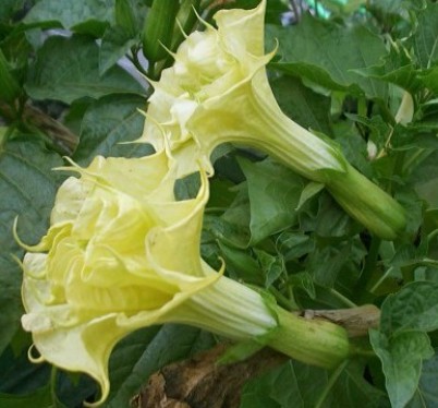datura 1