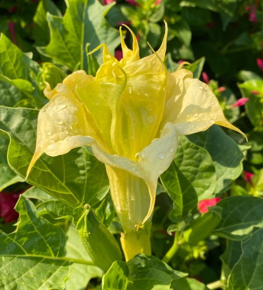 datura 2