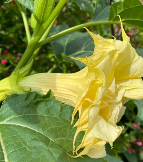 datura 3